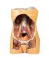Preview: Posteriore Abdominalwand