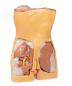 Preview: Posteriore Abdominalwand