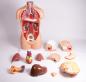 Preview: Erler Zimmer - Torso, geschlechtslos, 12 Teile