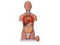 Preview: Erler Zimmer - Miniaturtorso, 16-teilig, zweigeschlechtig