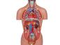 Preview: Erler Zimmer - Miniaturtorso, 16-teilig, zweigeschlechtig
