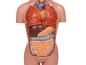 Preview: Erler Zimmer - Miniaturtorso, 16-teilig, zweigeschlechtig