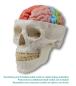 Preview: Erler Zimmer - Gehirnmodell funktionell/regional, lebensgroß, 5-teilig - EZ Augmented Anatomy