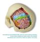 Preview: Erler Zimmer - Gehirnmodell funktionell/regional, lebensgroß, 5-teilig - EZ Augmented Anatomy