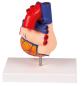 Preview: Erler Zimmer - Herzmodell, natürliche Größe, 2 Teile - EZ Augmented Anatomy