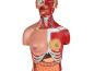 Preview: Erler Zimmer - Zweigeschlechtlicher Torso mit offenem Rücken, 28-teilig