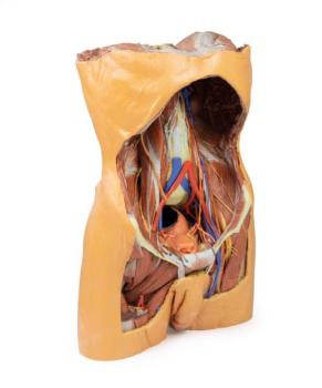 Posteriore Abdominalwand