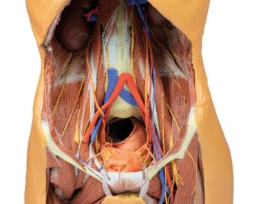 Posteriore Abdominalwand