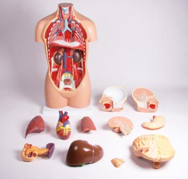Erler Zimmer - Torso, geschlechtslos, 12 Teile