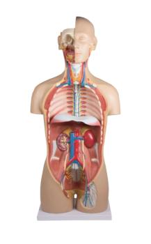 Erler Zimmer - Torso mit geöffnetem Rücken, 27-teilig, zweigeschlechtig