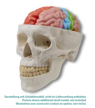 Erler Zimmer - Gehirnmodell funktionell/regional, lebensgroß, 5-teilig - EZ Augmented Anatomy