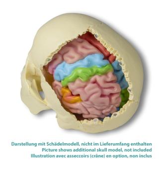 Erler Zimmer - Gehirnmodell funktionell/regional, lebensgroß, 5-teilig - EZ Augmented Anatomy