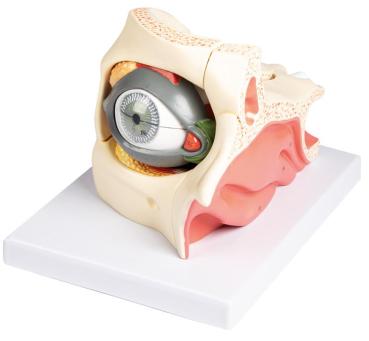 Erler Zimmer - Auge mit Augenhöhle und Augenlid