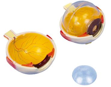 Erler Zimmer - Auge, 6-fache Größe, 6-teilig