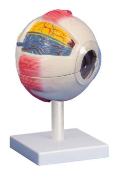 Erler Zimmer - Auge, 6-fache Größe, 6-teilig