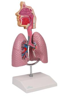 Erler Zimmer - Atemwegsmodell - EZ Augmented Anatomy