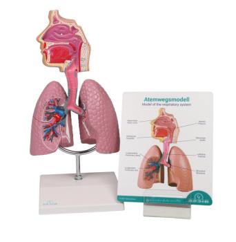 Erler Zimmer - Atemwegsmodell - EZ Augmented Anatomy