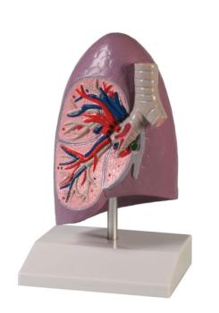 Erler Zimmer - Lungenhälfte, natürliche Größe - EZ Augmented Anatomy