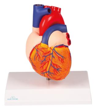 Erler Zimmer - Herzmodell, natürliche Größe, 2 Teile - EZ Augmented Anatomy