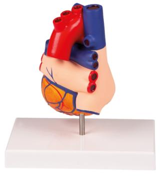 Erler Zimmer - Herzmodell, natürliche Größe, 2 Teile - EZ Augmented Anatomy