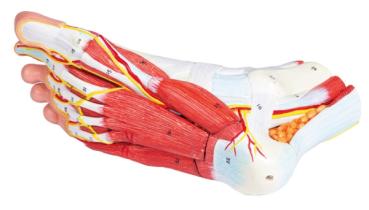 Erler Zimmer - Anatomie des Fußes, 9-teiliges Modell