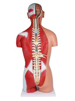 Erler Zimmer - Zweigeschlechtlicher Torso mit offenem Rücken, 28-teilig