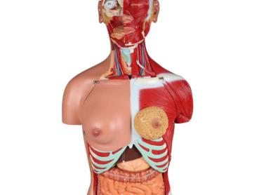 Erler Zimmer - Zweigeschlechtlicher Torso mit offenem Rücken, 28-teilig