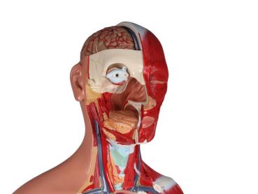 Erler Zimmer - Zweigeschlechtlicher Torso mit offenem Rücken, 28-teilig