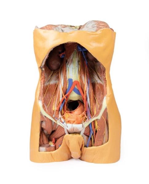 Posteriore Abdominalwand