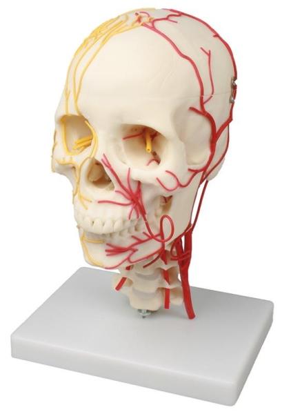 Erler Zimmer - Neurovasculärer Schädel