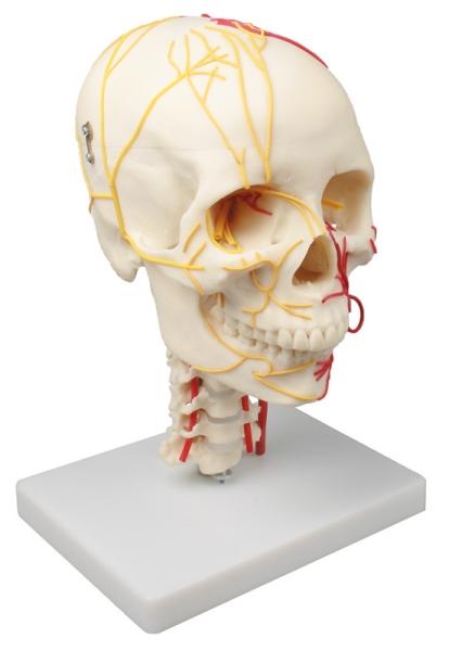 Erler Zimmer - Neurovasculärer Schädel