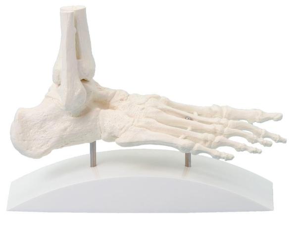 Erler Zimmer - Fußskelett mit Stativ