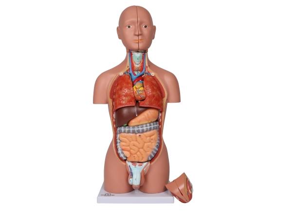 Erler Zimmer - Miniaturtorso, 16-teilig, zweigeschlechtig