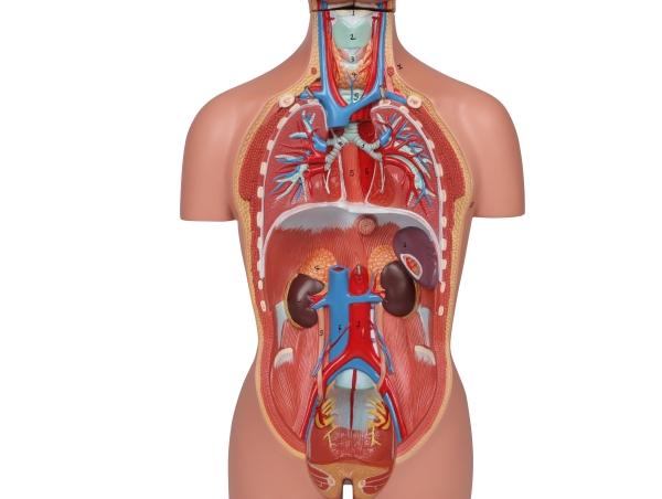 Erler Zimmer - Miniaturtorso, 16-teilig, zweigeschlechtig