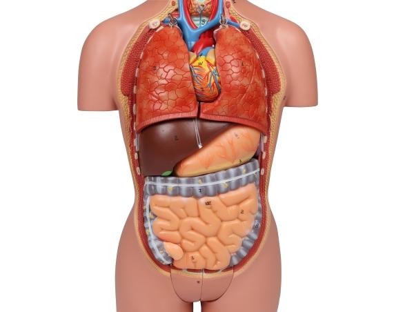 Erler Zimmer - Miniaturtorso, 16-teilig, zweigeschlechtig