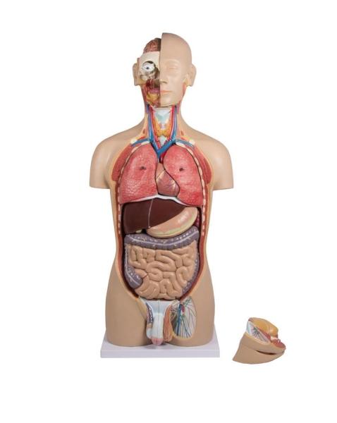 Erler Zimmer - Torso mit geöffnetem Rücken, 27-teilig, zweigeschlechtig