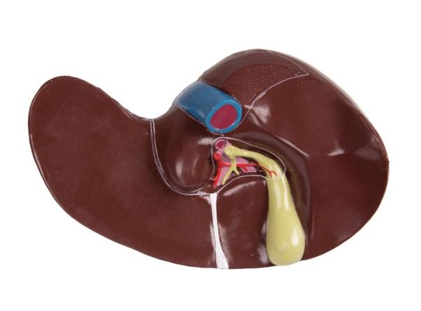 Erler Zimmer - Torso mit geöffnetem Rücken, 27-teilig, zweigeschlechtig