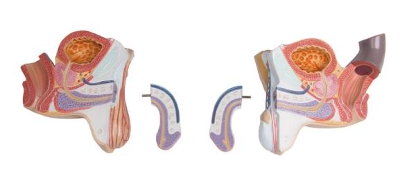 Erler Zimmer - Torso mit geöffnetem Rücken, 27-teilig, zweigeschlechtig