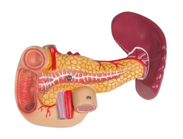 Erler Zimmer - Torso mit geöffnetem Rücken, 27-teilig, zweigeschlechtig