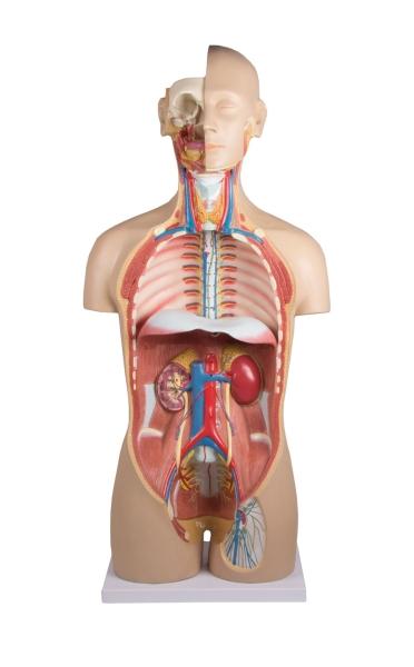 Erler Zimmer - Torso mit geöffnetem Rücken, 27-teilig, zweigeschlechtig