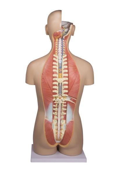 Erler Zimmer - Torso mit geöffnetem Rücken, 27-teilig, zweigeschlechtig