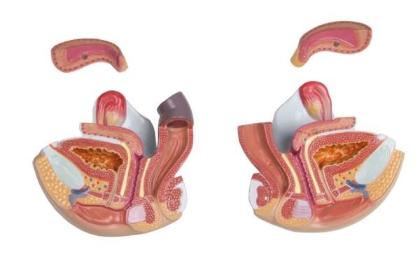 Erler Zimmer - Torso mit geöffnetem Rücken, 27-teilig, zweigeschlechtig