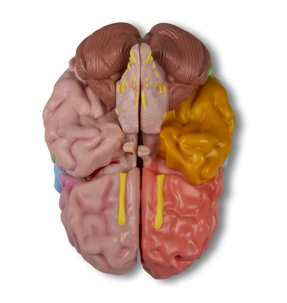 Erler Zimmer - Gehirnmodell funktionell/regional, lebensgroß, 5-teilig - EZ Augmented Anatomy
