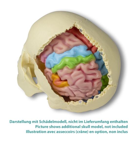 Erler Zimmer - Gehirnmodell funktionell/regional, lebensgroß, 5-teilig - EZ Augmented Anatomy