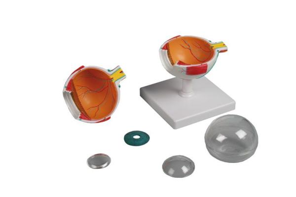Erler Zimmer - Augenmodell, 4-fache Größe, 6-teilig