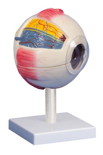 Erler Zimmer - Auge, 6-fache Größe, 6-teilig