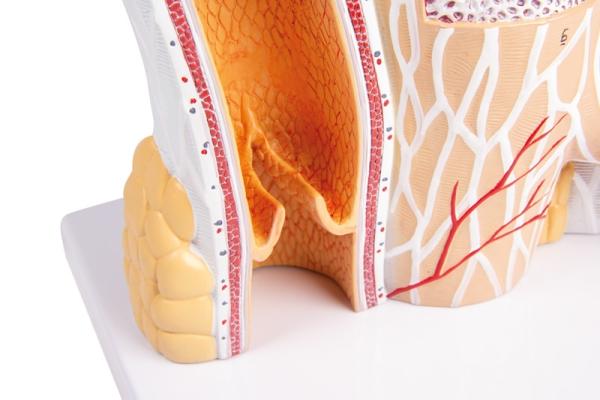 Erler Zimmer - Arterie und Venen Modell, 20-fach vergrößert