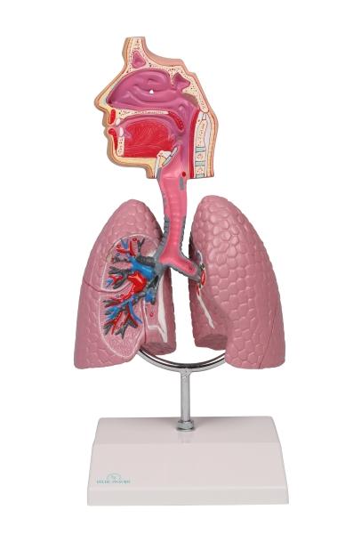 Erler Zimmer - Atemwegsmodell - EZ Augmented Anatomy