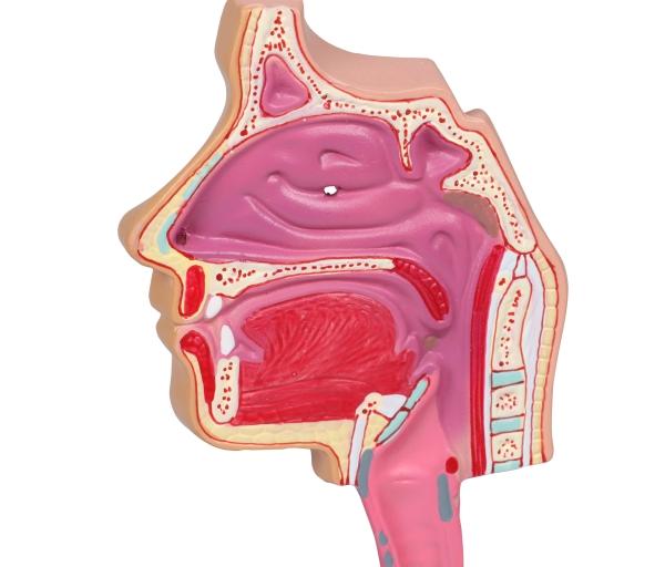 Erler Zimmer - Atemwegsmodell - EZ Augmented Anatomy