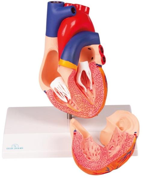 Erler Zimmer - Herzmodell, natürliche Größe, 2 Teile - EZ Augmented Anatomy